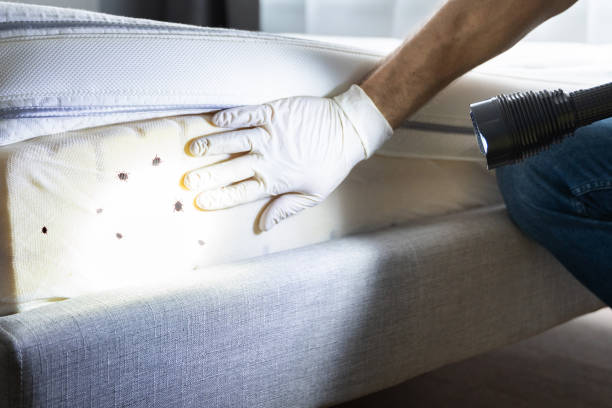Best Pest Prevention Services  in Beaver, OK